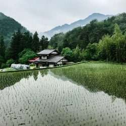Rice Fields